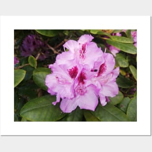 Pink Flower Nature Photography Art Posters and Art